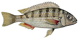 Limnotilapia dardennii