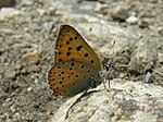 Lycaena alciphron – Flügelunterseite