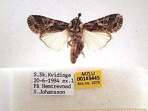 Mindre bomullsfly, Spodoptera littoralis