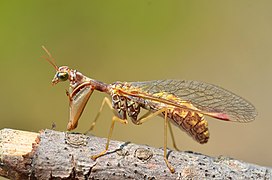 Styrian praying lacewing