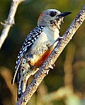 Rotkappenspecht (Melanerpes rubricapillus) ♀