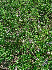 Myntamatta (Mentha spicata var. crispa)