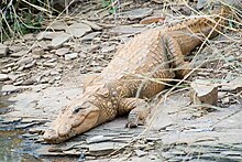 Крокодил-грабитель Crocodylus palustris (2155269175) .jpg