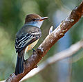 Miniatura para Myiarchus tyrannulus