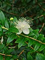 Myrtus communis, murta