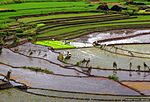 Vignette pour Systèmes ingénieux du patrimoine agricole mondial