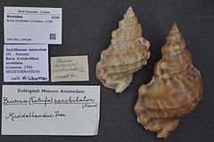 Description de l'image Naturalis Biodiversity Center - ZMA.MOLL.344189 - Bursa scrobilator (Linnaeus, 1758) - Bursidae - Mollusc shell.jpeg.