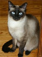 a "Traditional" female Siamese Cat