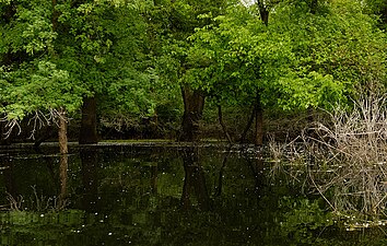 Podmokłe lasy nad Sawą (2006)