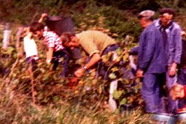 1974 vendanges "Versant des Vignes" (famille Multon)