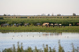 Die Arbeiten Frans Veras (2016) unter anderem im niederländischen Schutzgebiet Oostvaardersplassen (2008) nahe Amsterdam inspirierten den Ansatz hinter dem Knepp Wildland