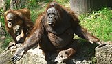 Orang-Utans im Zoo Münster, die von Besuchern Leckereien einfordern