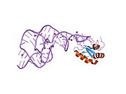 2oih: Hepatitis Delta Virus gemonic ribozyme precursor with C75U mutation and bound to monovalent cation Tl+