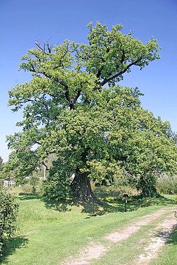 Památný dub letní v obci Lukavice