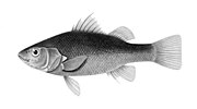 Miniatura para Percichthys melanops