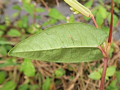 葉の裏面。「矢尻」形になる。