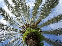 Обикновена финикова палма (P. dactylifera)