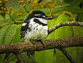 Pied Puffbird Y