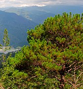 Ti pino a saleng idiay Benguet, Filipinas