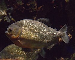 En piranha ved Newport, Kentucky Aquarium