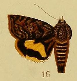 Hyblaea flavifasciata