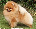 Lakaran kecil untuk Anjing Pomerania