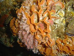 Pore-plated false coral and multi-coloured sea fan