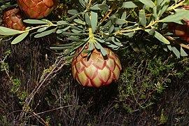 Protea namaquana flower