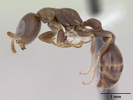 Pseudomyrmex phyllophilus