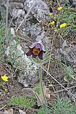 Miniatura para Pulsatilla pratensis