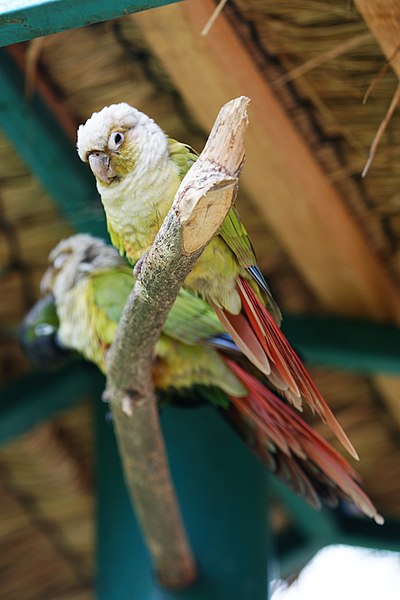 400px-Pyrrhura_molinae_%28cinnamon%29_-KL_Bird_Park-6a.jpg