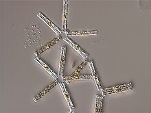 Tabellaria is a genus of freshwater diatoms, cuboid in shape with frustules (siliceous cell walls) attached at the corners so the colonies assume a zigzag shape. Ranivetikas Tabellaria fenestrata.jpg