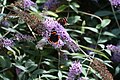 Red admiral butterfly in a garden at Sharptor