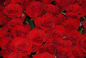 English: Red roses
