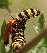 Rhagonycha fulva predating on Tyria jacobeae