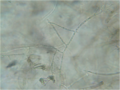 Miniatura Rhizoctonia solani