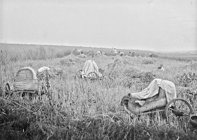 Эрзяне. Жатва. Шентала, Бугульминский район (ныне Шенталинский район), Самарская область, Россия. Дата съёмки: 1914. Негатив, Автор: Вяйсянен А. О.