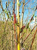 Miniatura para Salix purpurea