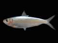 Sardinella gibbosa