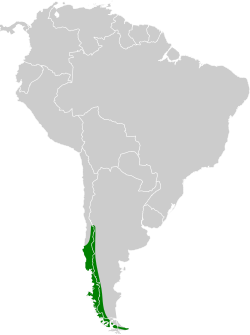 Distribución geográfica del churrín magallánico.