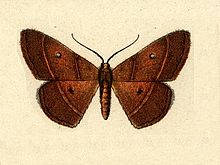 Semaeopus callichroa