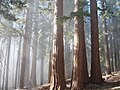 Sequoia grove (Sequoiadendron giganteum)