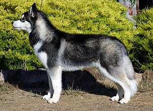 Black and White Siberian Husky