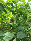 Solanum tuberosum Sharpes Express (03) .jpg
