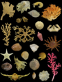 Specimens of benthic invertebrates collected via dredge sampling during research expeditions in the Indian Ocean