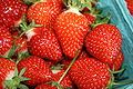 Harvested strawberries