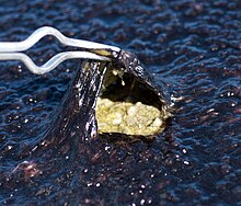 A microbial mat growing on acidic soil in Norris Geyser basin, Yellowstone National Park, USA. The black top serves as a sort of sunscreen, and when you look underneath you see the green cyanobacteria. Sunscreen - asessions.jpg