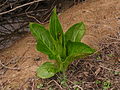 Symplocarpus foetidus