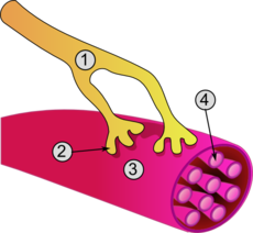 Ideg-izom kapcsolat: 1. axon 2. motoros véglemez 3. izomrost 4. miofibrillum