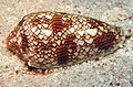 Хаос: мушля молюска-гастропода Conus textile нагадує клітинний автомат Правила 30